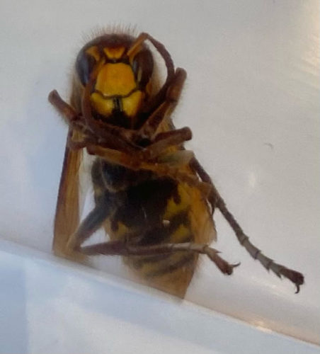 murder hornet spotted cherry hill