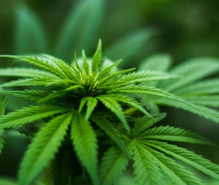 marijuana legalized nj