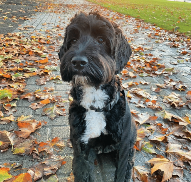 ollie bear the dood