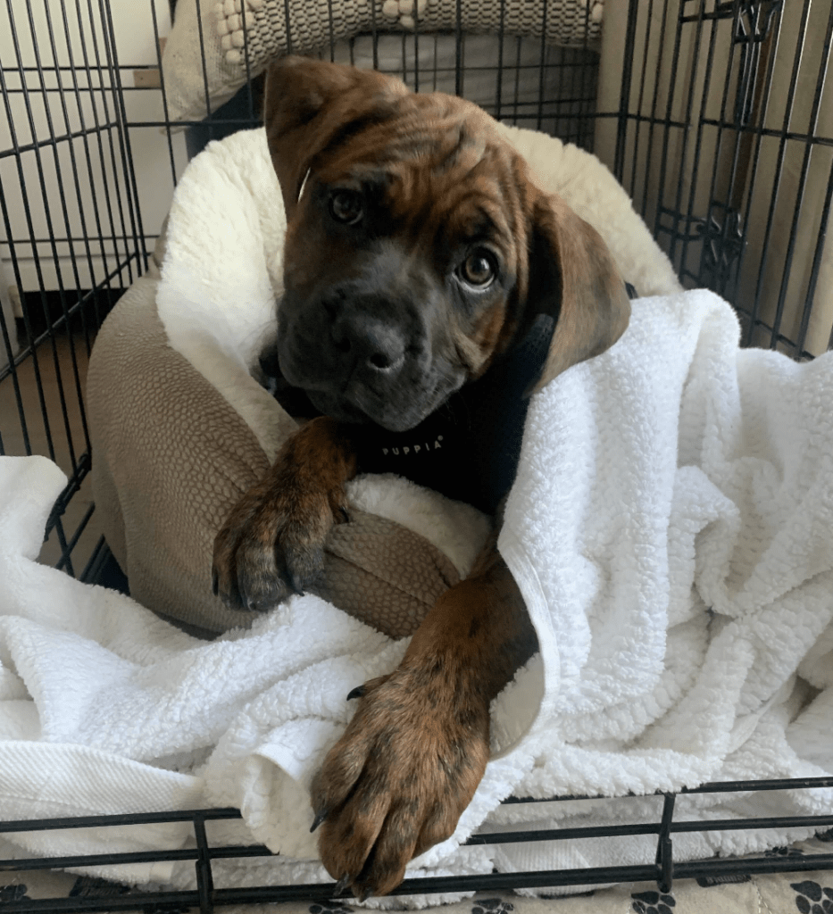 mastiff puppy adoption new jersey