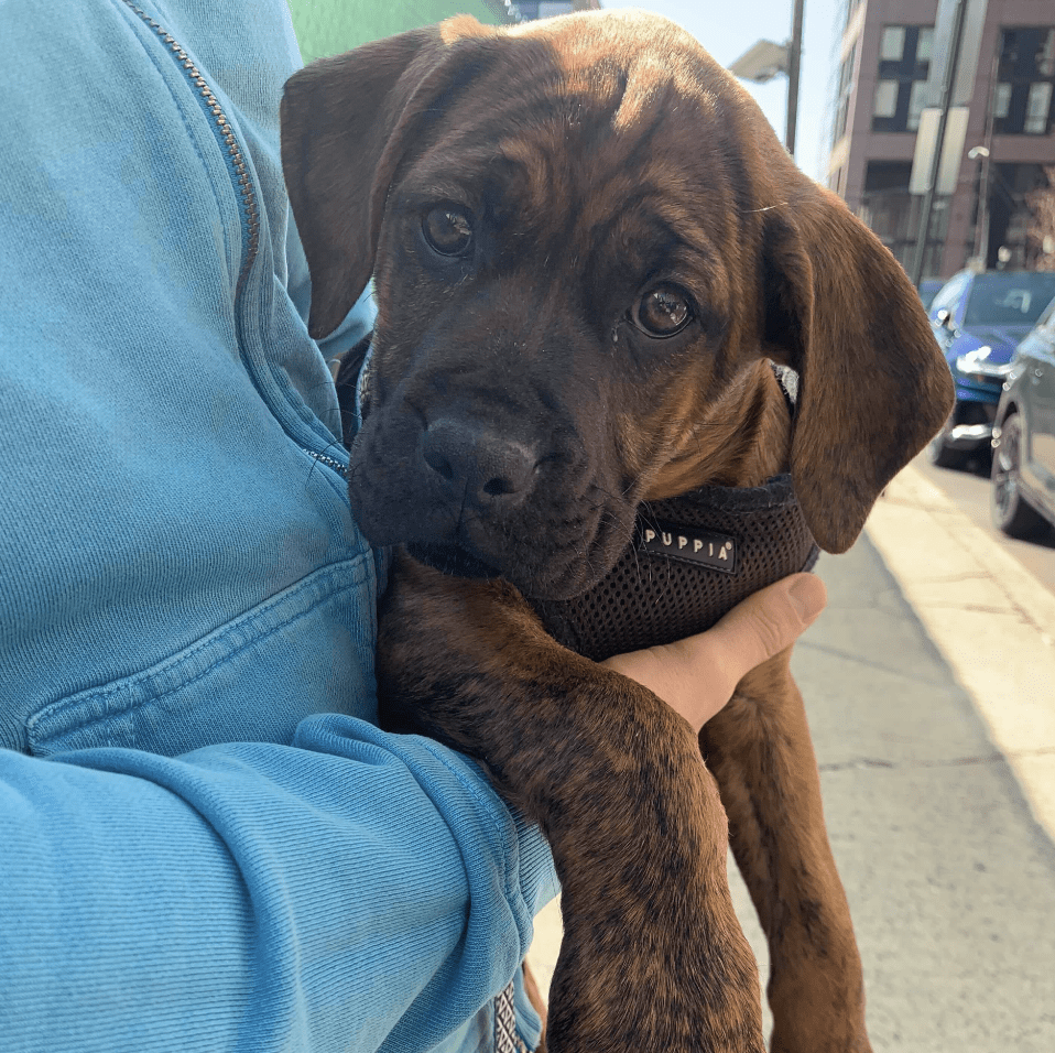 Meet Sparrow Mastiff Puppy Mix Looking for Her Forever Home {+ So Are