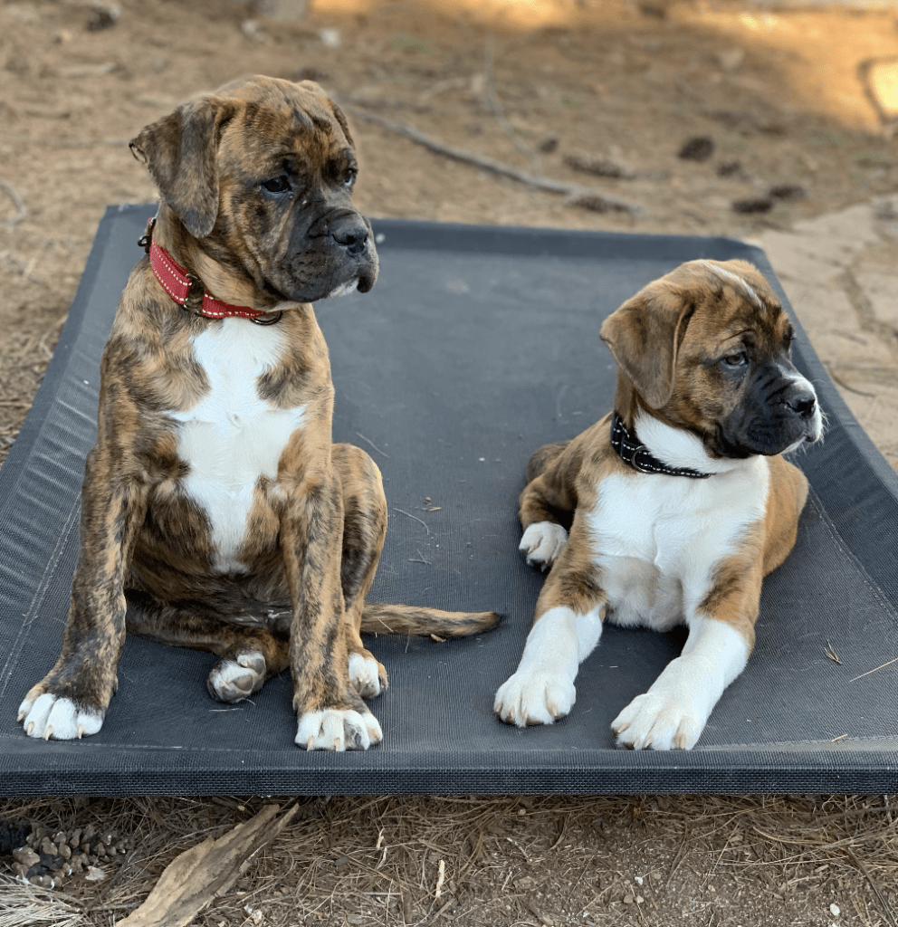 mastiff puppies for adoption