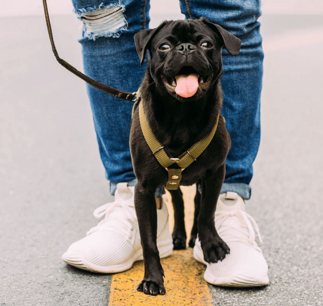 pet waste stations approved