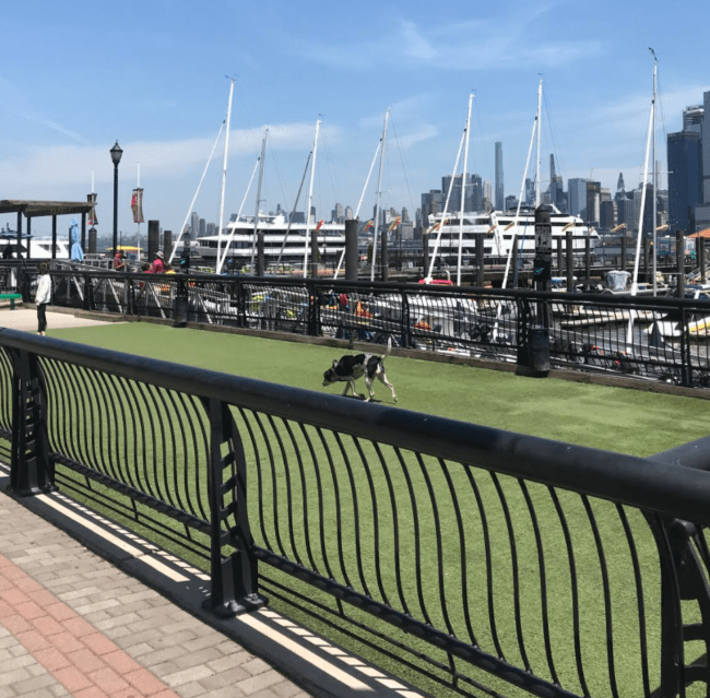 hoboken shipyard dog park