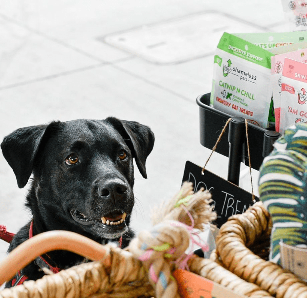 Here's Where You Can Shop for Your Pets in Hoboken + Jersey City - Hoboken  Girl