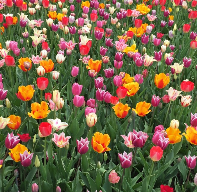 new jersey flower farms