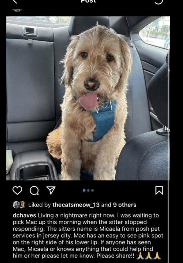 missing dog hoboken mac
