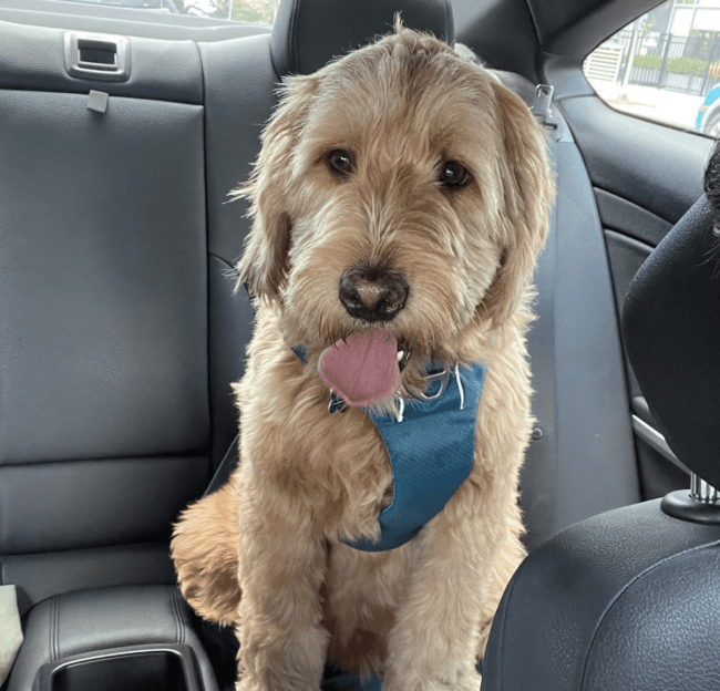 missing dog hoboken mac