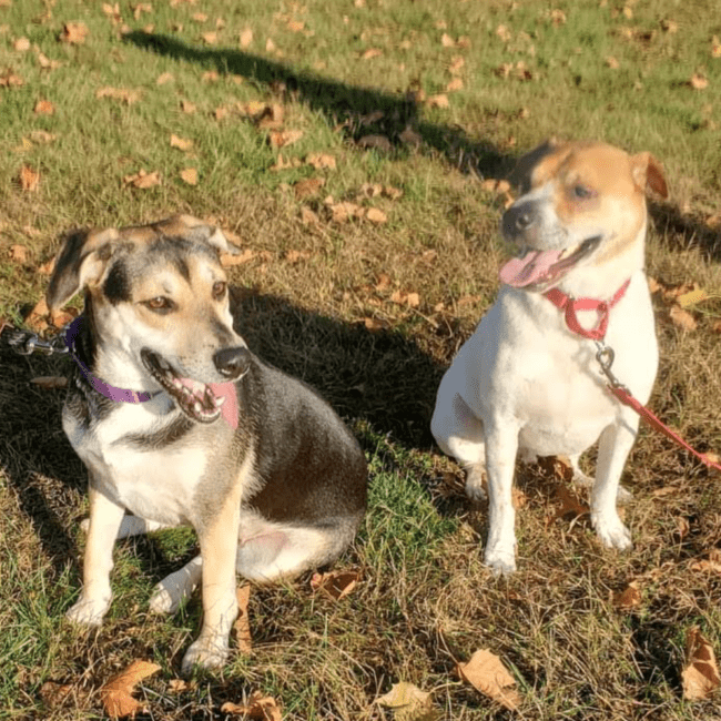 dolly otis adoptable dogs