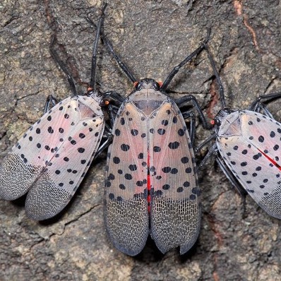 How to Safely Kill the Spotted Lanternfly