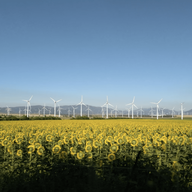 wind farm