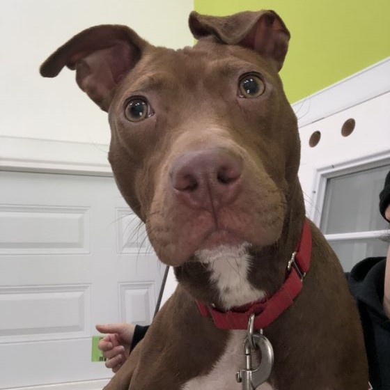 dog liberty humane society jersey city