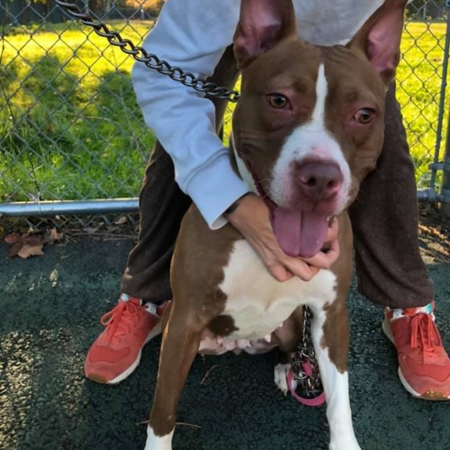 dog adoption jersey city