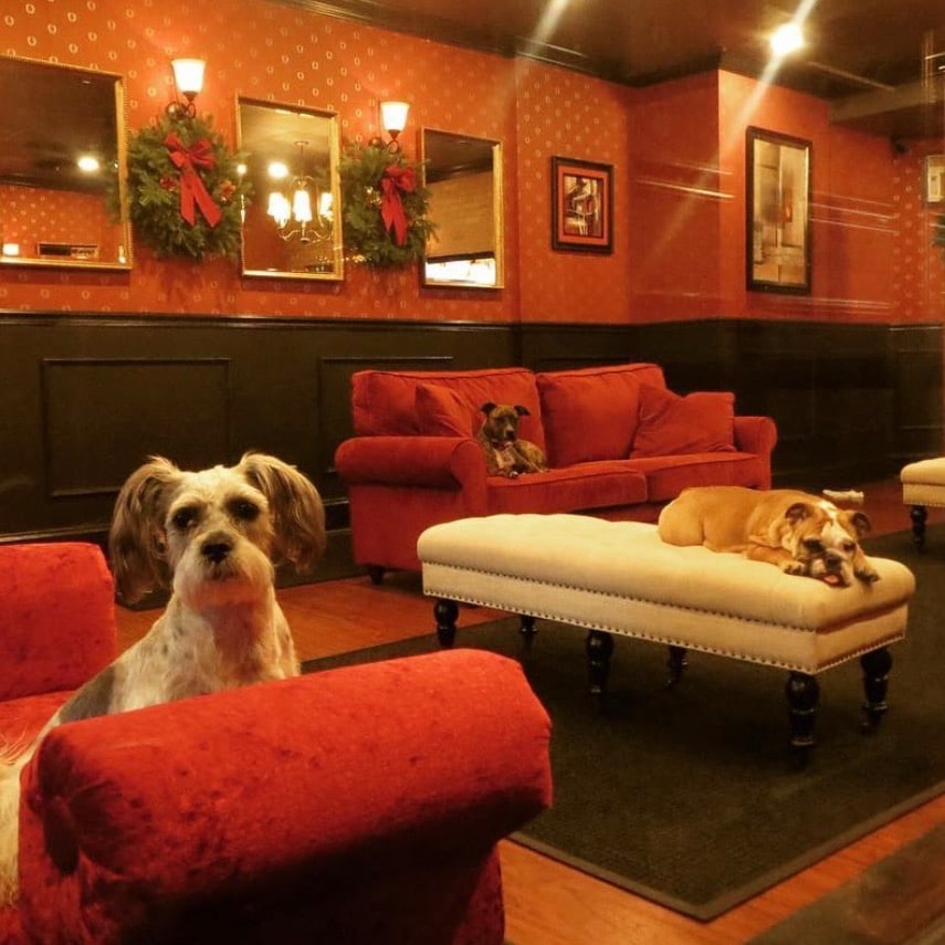 executive dog lounge jersey city