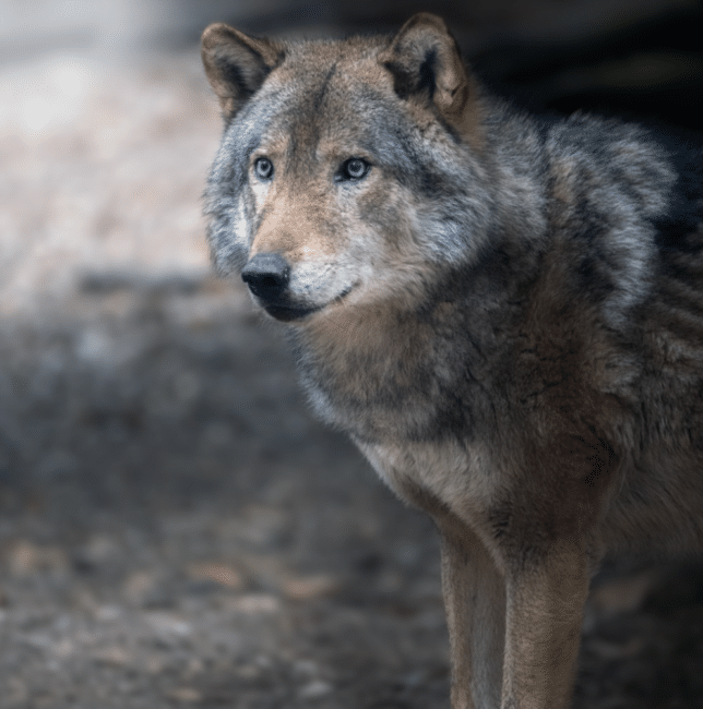 hoboken news coyotes