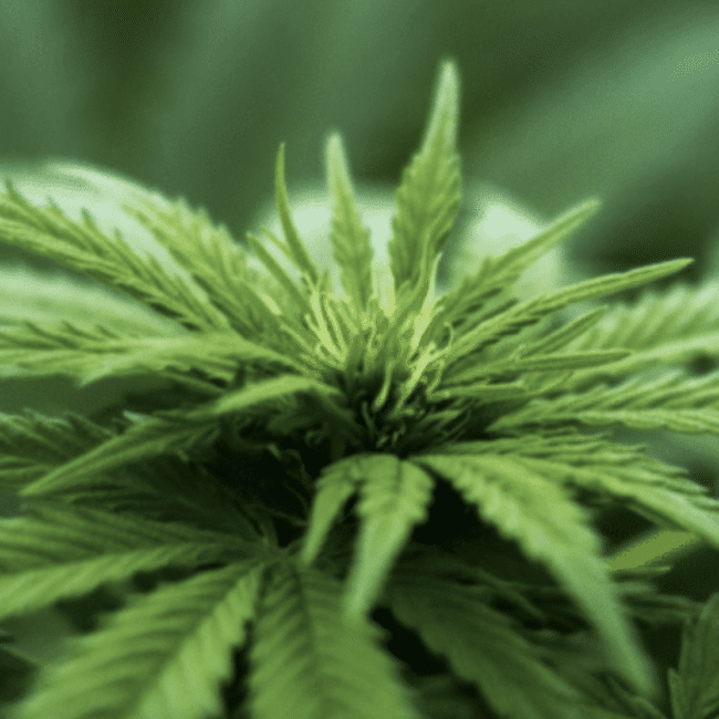 jersey city news cannabis