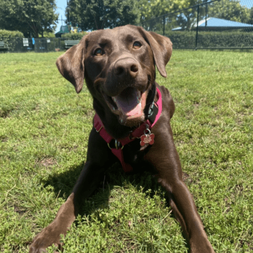 hoboken girl puppy avery