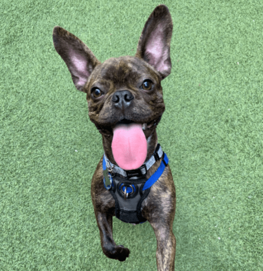 hoboken girl puppy bo