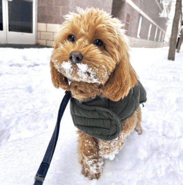 hoboken girl puppy callie