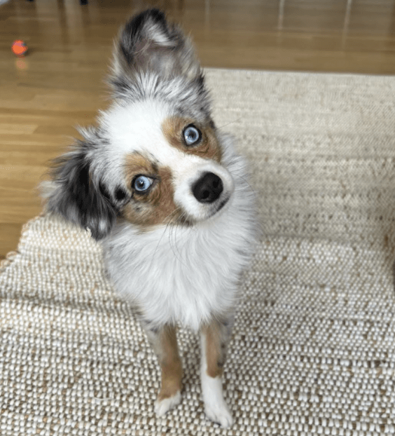 hoboken girl puppy kika