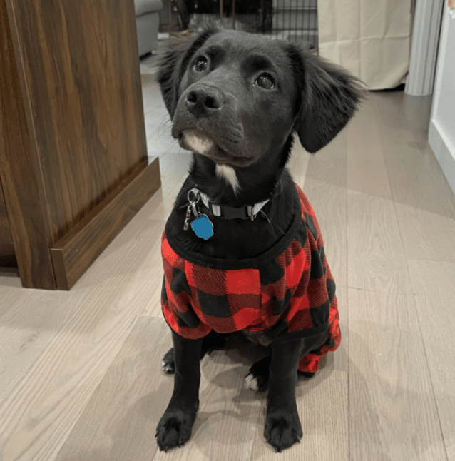 hoboken girl puppy sophia
