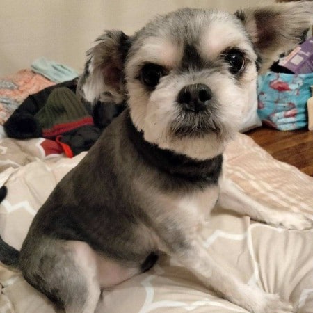 buttons wise animal rescue 