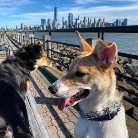 canaan dog alliance