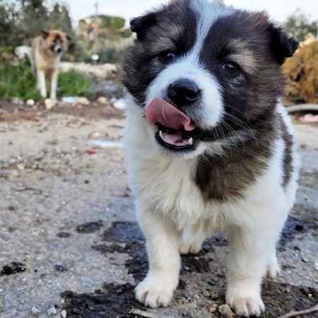 canaan dog alliance