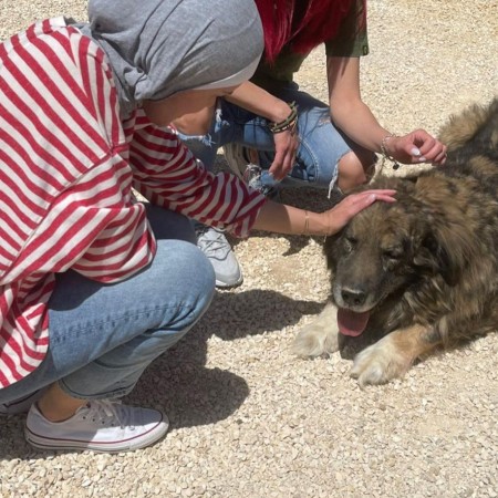 canaan dog alliance