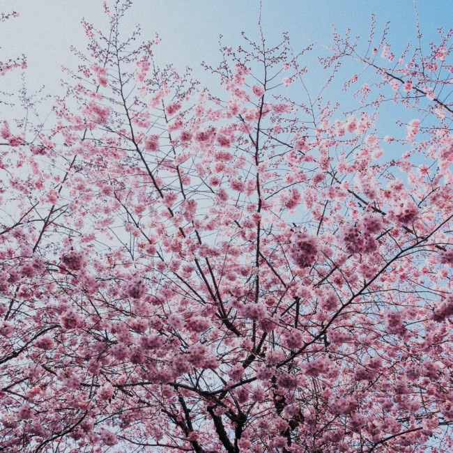 cherry blossom jersey