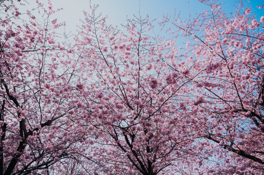 5 places in NJ to see cherry blossoms bloom