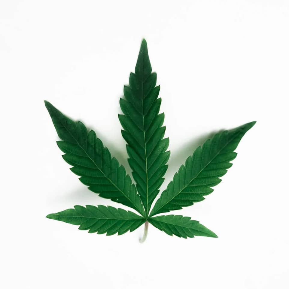 marijuana cannabis purchase legalization new jersey 2022