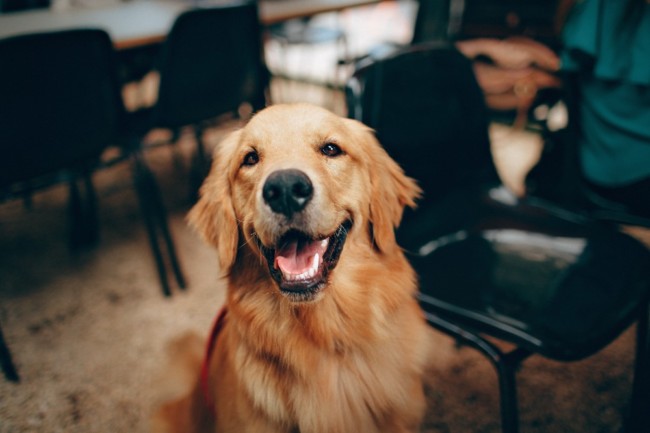 reasons to adopt dogs locally new jersey