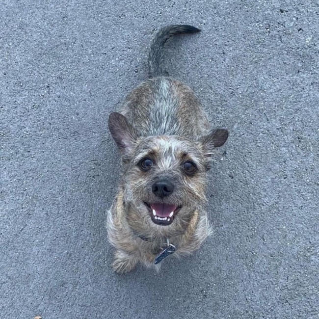 Ollie
