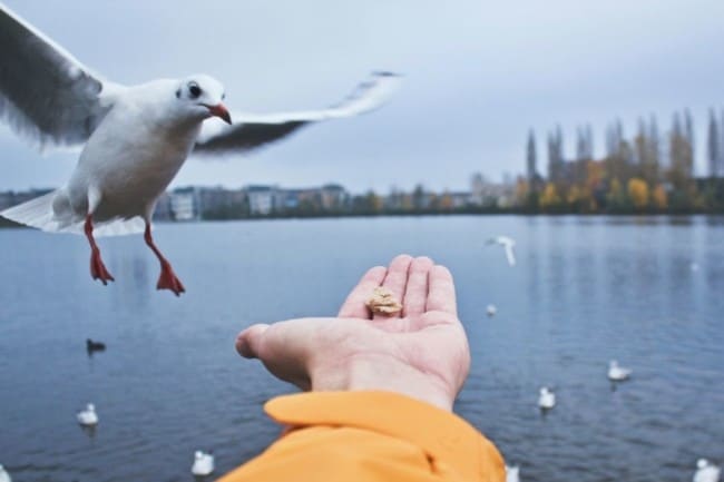 feeding bird from hand