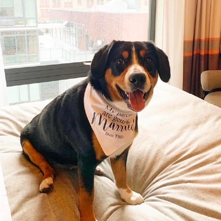jersey city engagement dog