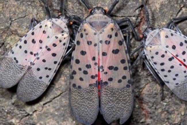lanternfly bugs hoboken