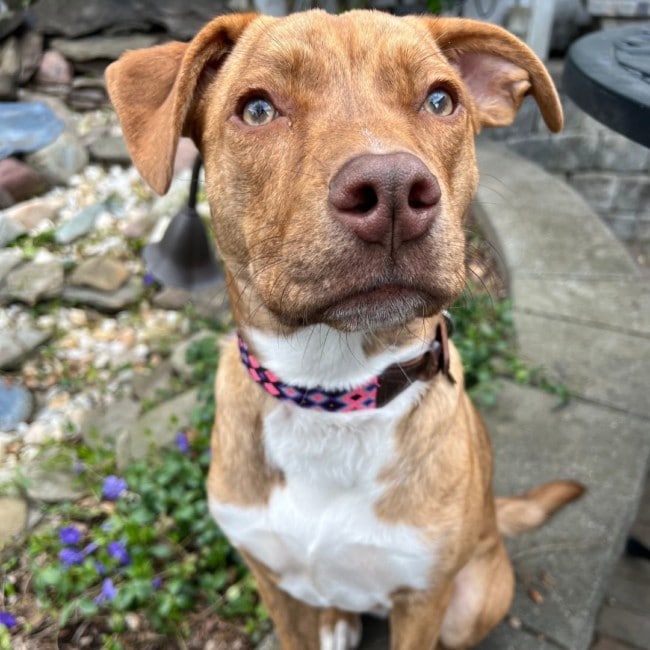 pitbull australian shepherd rescue dog hoboken