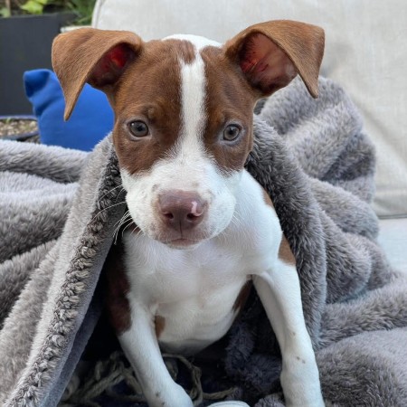 puppy rescued 495 hoboken wise animal rescue