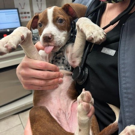 puppy rescued 495 hoboken wise animal rescue