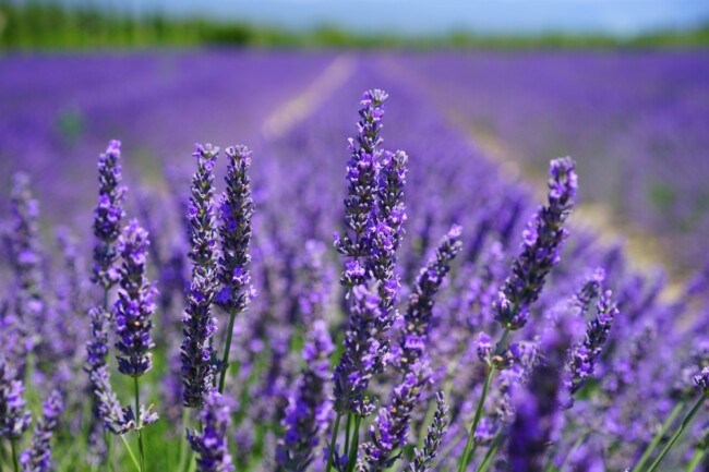 lavender fields nj