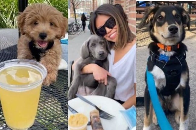 new jersey restaurants dog rules