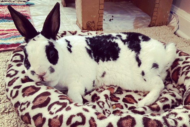 rabbit bunny care hudson county new jersey