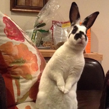 rabbits hudson county