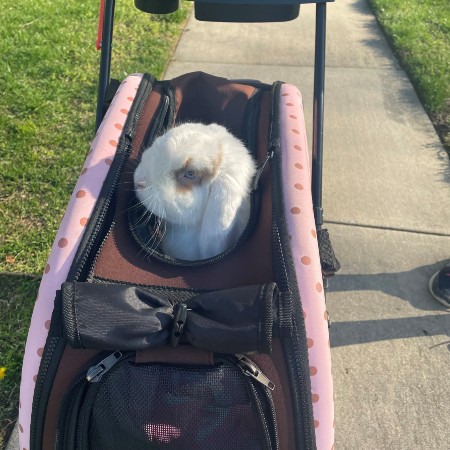 rabbits hudson county