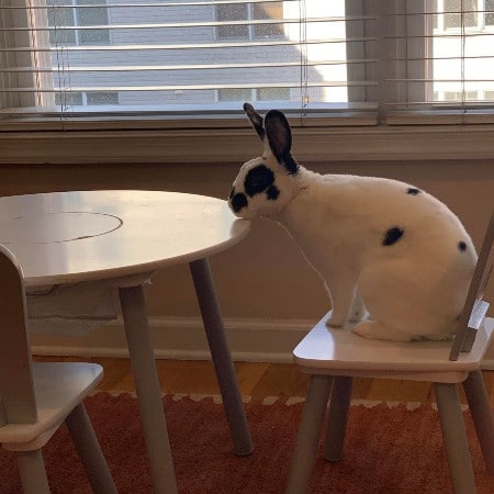 rabbits hudson county