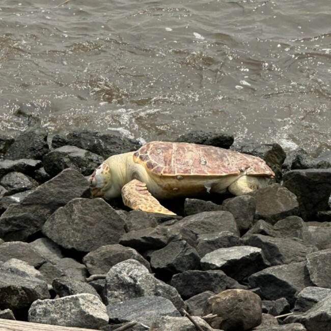 turtle in Hoboken 