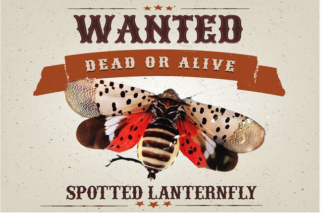Wanted a lanternfly poster