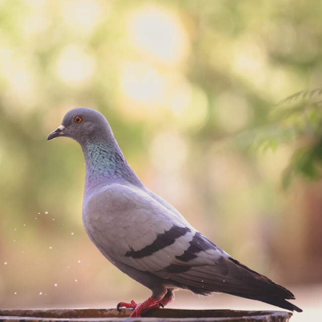 bayonne pigeon