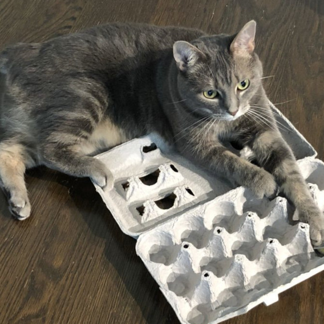 cat egg carton